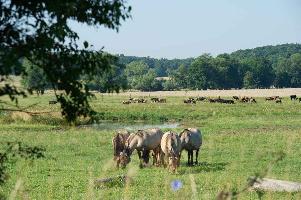 Konikpferde und Kühe Hutelandschaft