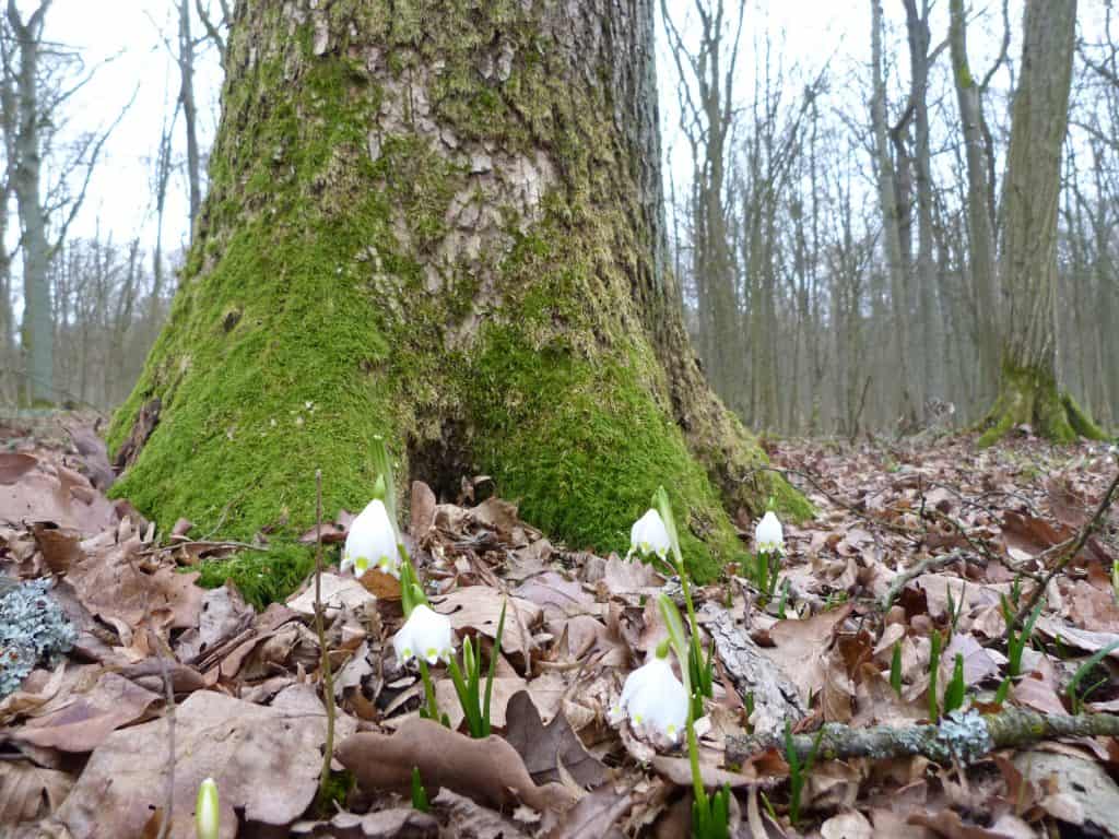 Waldboden mit Maiglöckchen