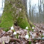 Waldboden mit Maiglöckchen
