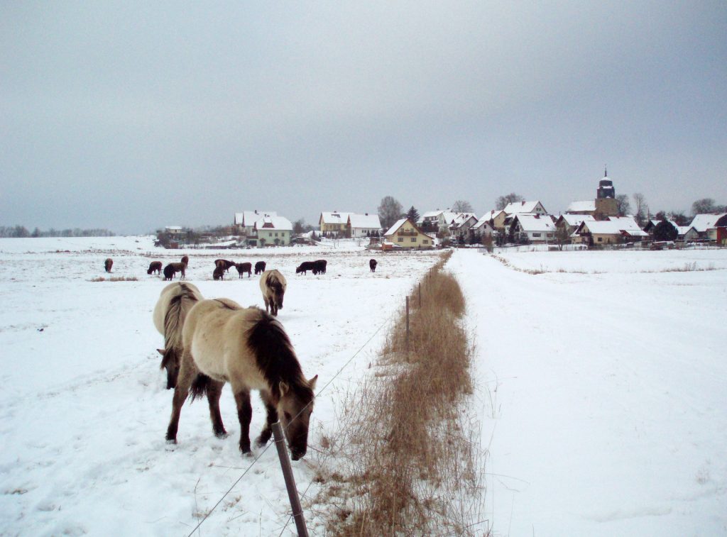 Pferde auf Winderweide in Stressenhausen